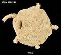 Ophiopyren regularis