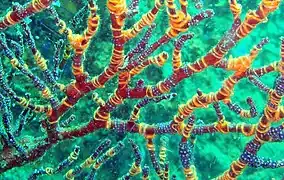 Ophiothela mirabilis, in situ.