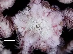 Ophiothela mirabilis, vue dorsale du disque central.