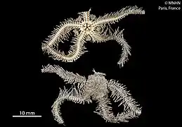 Ophiothrix proteus