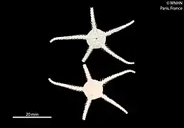Ophiozonella alba