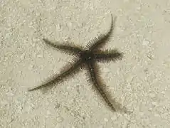 Ophiothrix sp. 3