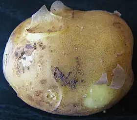 Image illustrative de l’article Opperdoezer Ronde