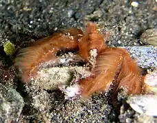 Achaeus japonicus («&nbsp;crabe orang-outan&nbsp;»)