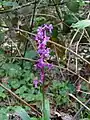 Orchis mâle