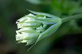 Photographie en couleur montrant un gros plan.