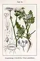 Orlaya grandiflora.