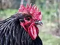 Tête d'un coq orpington noir