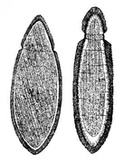Schéma d'un Orthonectida