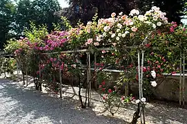 Une des pergolas de la roseraie.