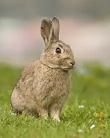 Oryctolagus cuniculus (Leporidae)