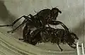 Accouplement de Orygma luctuosum.