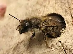 Une abeille maçonne (ici Osmia cornifrons&nbsp;(en)) explorant une cavité.