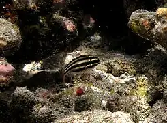Un apogon Ostorhinchus angustatus