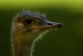 Bokeh soyeux produit à la focale de 400&nbsp;mm et à l'ouverture de f/4 .