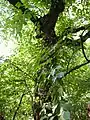 Arbre avec son feuillage d'été