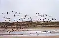 Des oiseaux aux alentours de l'embouchure (Agadir)