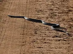 Naja haje, variante marocaine.