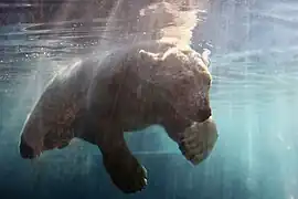 Un des ours polaires du parc, en vision subaquatique.