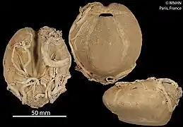 Ova canalifera.