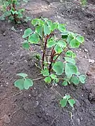 Oxalis tuberosa