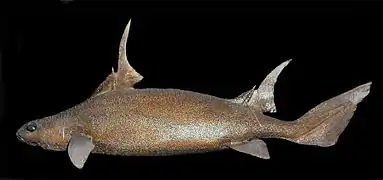 Oxynotus paradoxus (Oxynotidae)