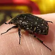 Cétoine grise ou Cétoine funeste (Oxythyrea funesta)