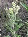 L'oxytropis poilu