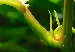 Glandes néctarifères, pétiole et stipules