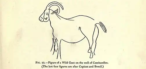 Chèvre sauvage.