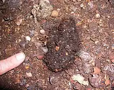 Régurgitation fraîche de guacharo (Tragadero de Palmira, Chirimoto, Rodriguez de Mendoza, Amazonas, Pérou).