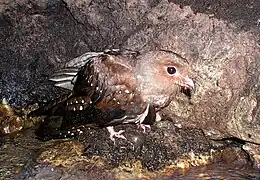 Jeune guacharo de la Cueva de los Guacharos de Soritor (Yorongos, Rioja, San Martin, Pérou).