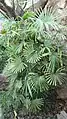 Rhapis humilis.