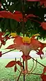 Amherstia nobilis détail de la fleur.