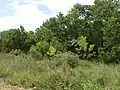 recrû d’Acacia mangium juvéniles et allée en bord de route (en Guyane)