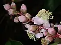 Inflorescence de Mahurea palustrisi.