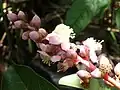 Inflorescence de Mahurea palustrisi.