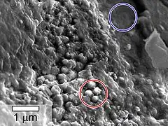 Les zones comportant des sphères (en rouge) comportent deux fois plus de carbone que les zones qui en sont dépourvues (en bleu).