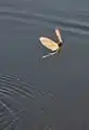 S'élançant sur l'eau.