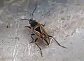 Xanthochilus quadratus, Suisse.