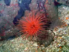 Pachycerianthus fimbriatus