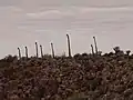 Richtersveld, en Afrique du Sud.
