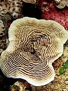 Pachyseris speciosa