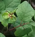 fruit.