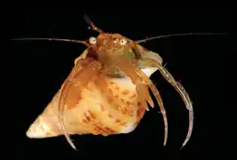 Paguriscus robustus