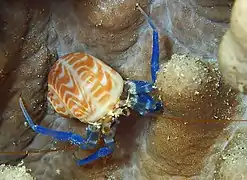 Pagurixus nomurai