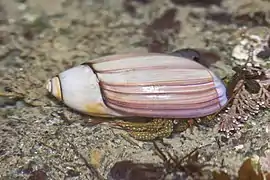 Pagurus granosimanus