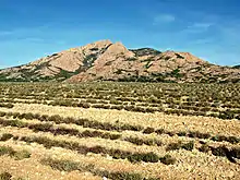 Champ d'immortelles à Palasca