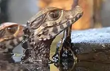 Jeunes Caïmans nain de Cuvier (Paleosuchus palpebrosus, Alligatoridae)