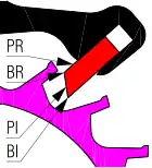 Palette de sortie et dent